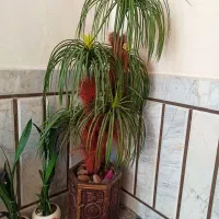درختچه|گل مصنوعی|زنجان, |دیوار