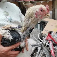 مرغ و خروس لاری اصل نژاد