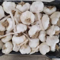 سیر خشک همدان