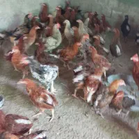 مرغ  تخمگذار|حیوانات مزرعه|بمانی, |دیوار