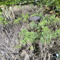 استخدام کارگر ماهر دامداری یا گاوداری وارد بکار