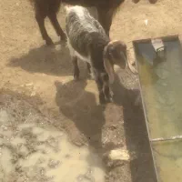 بز آبستن با تیشترش و بوقلمون