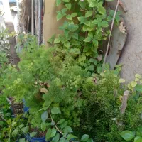 کل گیاه و درخت هفت رنگ شبدی|گل و گیاه طبیعی|شیراز, رازی|دیوار