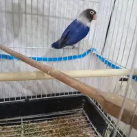 طوطی برزیلی|پرنده|شوشتر, |دیوار