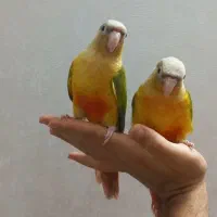طوطی گیرنچیک راهب رام دستی نر و ماده