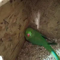 جفت طوطی ملنگو مولد با قفس و لونه|پرنده|فردوس (خراسان), |دیوار