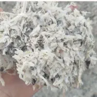 تفاله چغندر تر