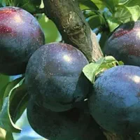 درخت آلو شابلون ۱۵ ساله مثمر