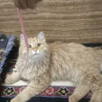 گربه پرشین رخ گارفیلدی