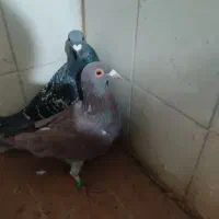 کبوتر|پرنده|سده (خراسان جنوبی), |دیوار