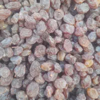 کشمش بیدانه افتابی پلوی|خوردنی و آشامیدنی|رودسر, |دیوار