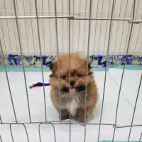 سگ یا پت بامزه و باهوش|سگ|مشهد, هفت تیر (حافظ)|دیوار