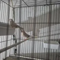 یک جفت فنچکرواتی مولد|پرنده|تهران, بازار|دیوار