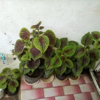 فروش تعدادی گل