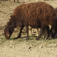 میش.بره.شیشک