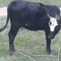 لیشه چالوسی اماده به تخم