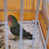 کوتوله برزیلی روزی کولیس|پرنده|مبارکه, |دیوار