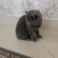 بچه گربه اسکاتیش بلو ( دختر) چهار ماهه|گربه|بندرعباس, |دیوار