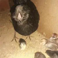 سلام مرغ گلین با13تا جوجه