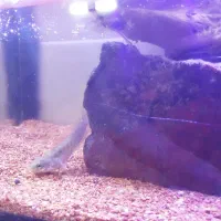 فروش ماهی چانا|ماهی|دامغان, |دیوار