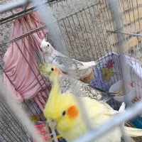 عروس هلندی پرنده فنچ کفتر قناری وغیره طوطی|پرنده|پاکدشت, خاتون آباد|دیوار