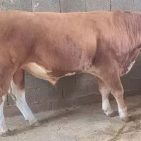 گاو نر سمینتال چاق سنگین گوشتی، تخمی اصیل وارداتی