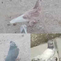 کبوتر