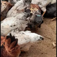 فروش مرغ و خروس|حیوانات مزرعه|رودسر, |دیوار