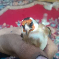 سهره‌صحرایی‌