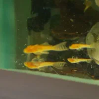 کت پوزه بوته ای-لجن خوار پوزه بوته ای