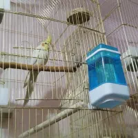 طوطی عروس هلندی|پرنده|بم, |دیوار