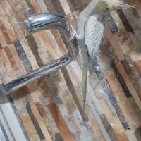 عروس هلندی|پرنده|شیراز, میانرود|دیوار