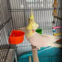 فروش عروس هلندی