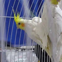 عروس هلندی لوتینو