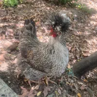 مرغ نژاددار زینتی