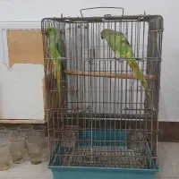 جفت ملنگو مولد خانگی بشرط .تخفیف ندارد