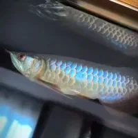 آروانا هایبک بلو بیس پریمیوم گرید AA++