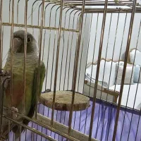 طوطی گرینچیک|پرنده|تهران, مشیریه|دیوار