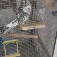 عروس هلندی|پرنده|کنگاور, |دیوار