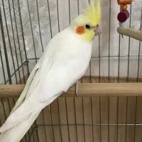 دو عدد عروس هلندی ماده بالغ اماده