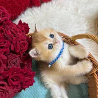 مجموعه گربه های اهواز ایران کتز|گربه|اهواز, زیتون کارمندی|دیوار