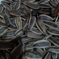 تخمه ارگانیک