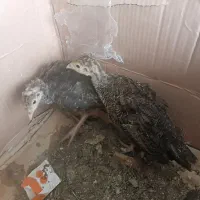 دو عددبوقلمون محلی سالم واکسن شده