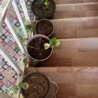 گل گلدون من|گل و گیاه طبیعی|شیراز, نصر|دیوار