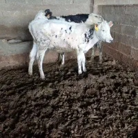 گوساله ماده