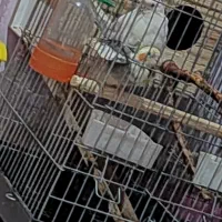 پرنده|پرنده|قلعه نو, |دیوار