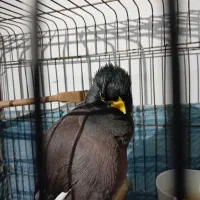 مرغ مینا سخنگو  با قفس