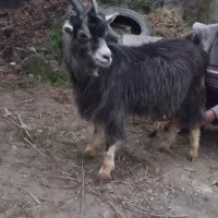 بز ۱۰ماهه ...چاق