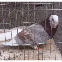 یه دونه سور پلنگ نر دوتا سبز