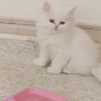 گربه مادر و بچه گربه های پرشین|گربه|مرند, |دیوار